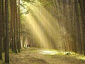 Marche en forêt
