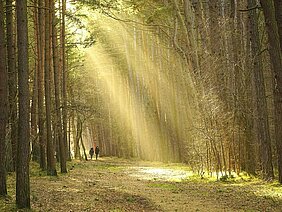 Marche en forêt